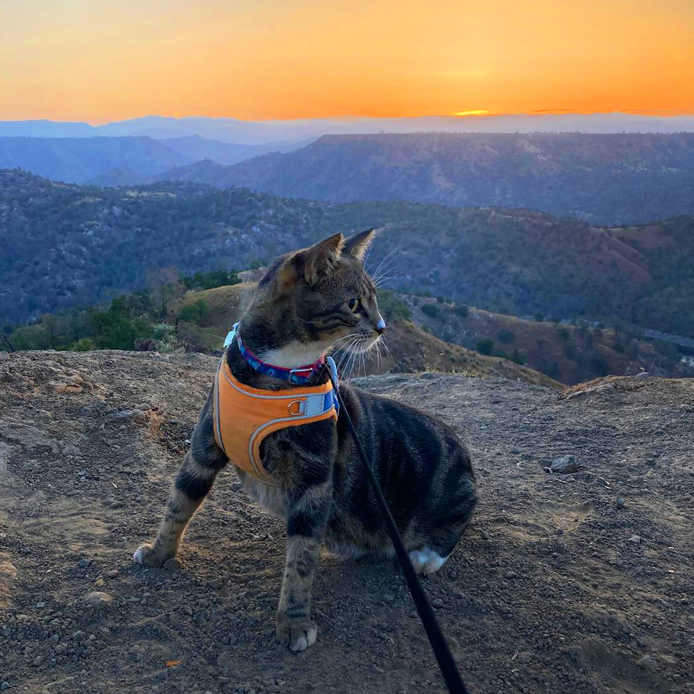 CatExplorer™️ - Cat Harness