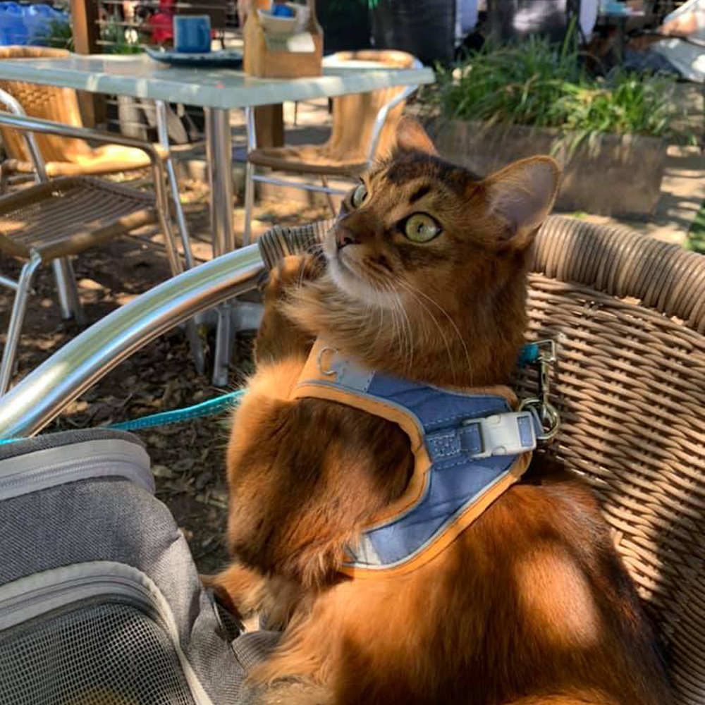 CatExplorer™️ - Cat Harness