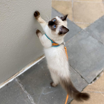 CatExplorer™️ - Cat Harness